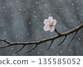 Snowstorm and cherry blossoms 135585052