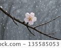 Cherry blossoms and snow 135585053