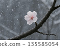 Snow and cherry blossoms 135585054