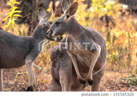 Kangaroo 135585320