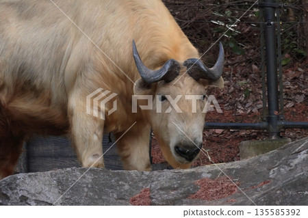 Golden Takin Golden Takin 135585392