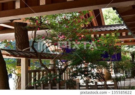 冬天的熱田神宮 135585622