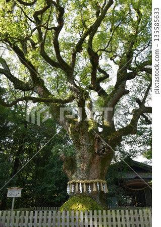 冬天的熱田神宮 冬天的熱田神宮 135585633