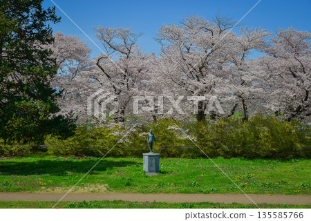 Spring cherry blossom season in April in Kitakami, Japan. 135585766