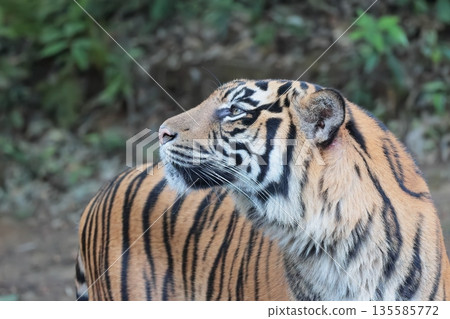 Sumatran tiger 135585772