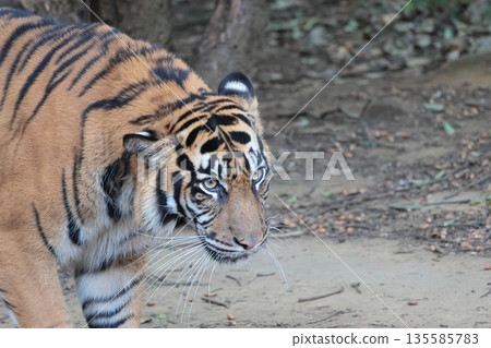 蘇門答臘虎 135585783