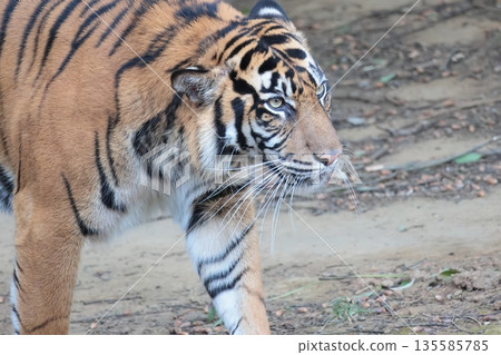 蘇門答臘虎 135585785