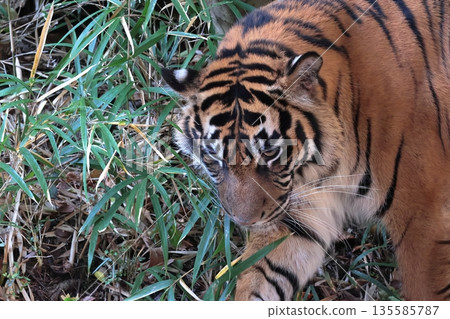 Sumatran tiger 135585787