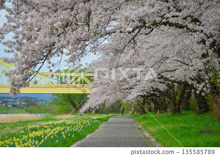 Spring cherry blossom season in April in Kitakami, Japan. Spring cherry blossom season in April in Kitakami, Japan. 135585789