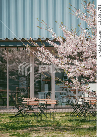 Exterior of a cute coffee shop under blooming cherry blossoms Exterior of a cute coffee shop under blooming cherry blossoms 135585791
