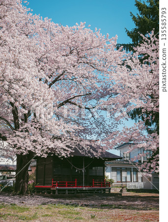 Spring cherry blossom season in April in Kitakami, Japan. 135585793