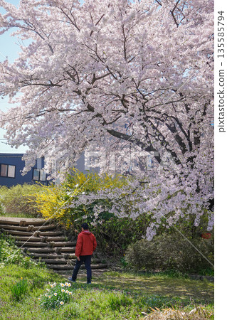 Spring cherry blossom season in April in Kitakami, Japan. 135585794