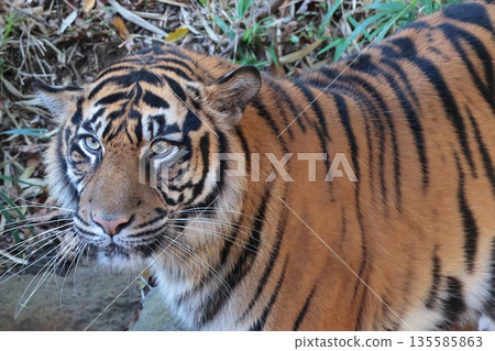 Sumatran tiger Sumatran tiger 135585863