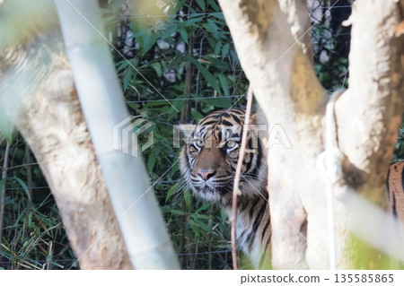 Sumatran tiger Sumatran tiger 135585865