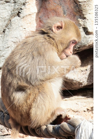 monkey monkey 135586325