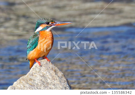 水之瑰寶，雌性翠鳥 135586342