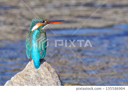 藍色寶石,雌性翠鳥 藍色寶石,雌性翠鳥 135586904