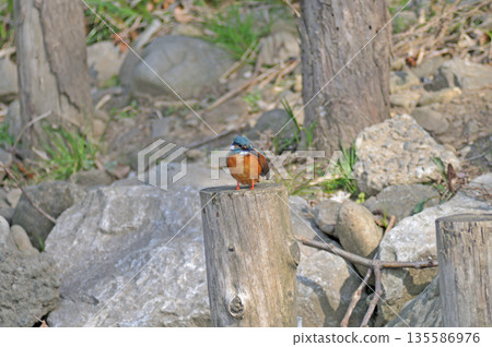 Kingfisher, Jade Kingfisher, Higashimurayama City Kitayama Park, Higashimurayama Purification Center Park Kingfisher, Jade Kingfisher, Higashimurayama City Kitayama Park, Higashimurayama Purification Center Park 135586976