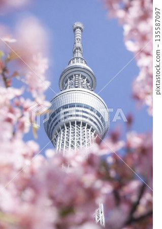 Kawazu Sakura and Tokyo Sky Tree Kawazu Sakura and Tokyo Sky Tree 135587097