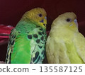 Pair of Budgerigars Perched Together Indoors Close-up of two budgerigars sitting on black background. The left bird features vibrant green and yellow plumage with black markings, while the right bird  135587125