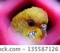 Yellow Budgerigar Close-Up with pink outline The birds bright yellow face and black cheek markings are framed by a softly blurred pink background, creating a warm and artistic composition. Ideal for  135587126