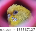 Yellow Budgerigar Portrait with Pink outline Close-up portrait of a yellow budgerigar (parakeet) showcasing detailed feather texture and facial features. 135587127