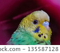 Vibrant Yellow Green Budgerigar Close-Up with Dark Background Close-up of a colorful budgerigar (parakeet) featuring vivid yellow, green, and blue plumage with intricate black markings. Ideal for them 135587128