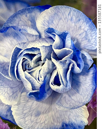 A macro photo of a beautiful carnation with a blue and white gradient | Floral background, healing, and natural image 135587181
