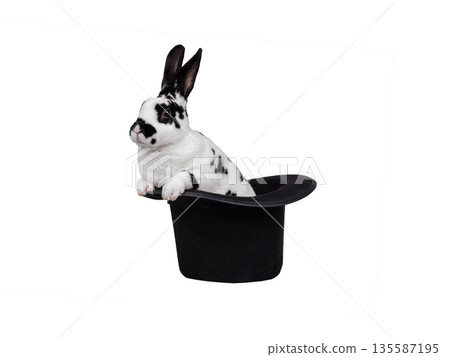 rabbit sitting in hat isolated on white background rabbit sitting in hat isolated on white background 135587195