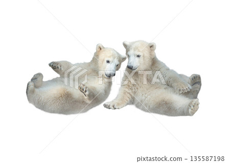 two white bear cubs isolated on white background two white bear cubs isolated on white background 135587198