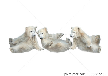 three white bear cubs isolated on white background three white bear cubs isolated on white background 135587200