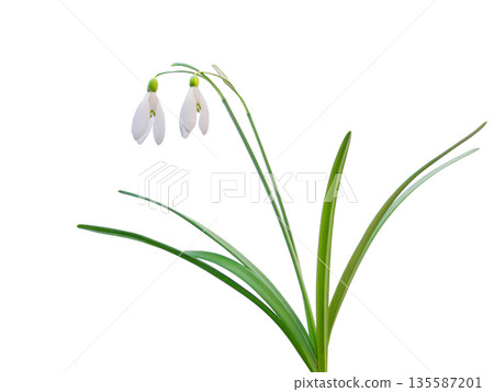snowdrop isolated on white background snowdrop isolated on white background 135587201