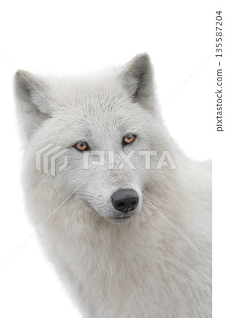 portrait polar white wolf isolated on white background. portrait polar white wolf isolated on white background. 135587204