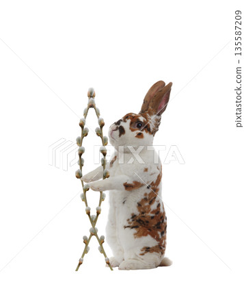 Easter bunny holding willow branches in the shape of a fish as a religious symbol Easter bunny holding willow branches in the shape of a fish as a religious symbol 135587209