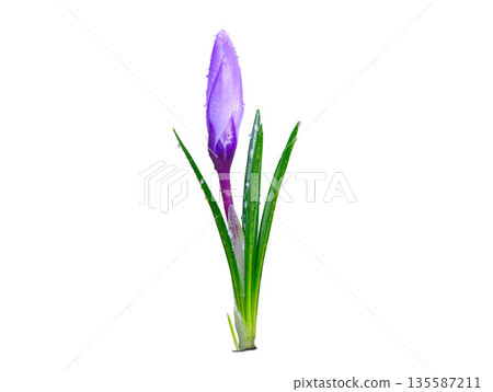 saffron with water drops isolated on white background 135587211