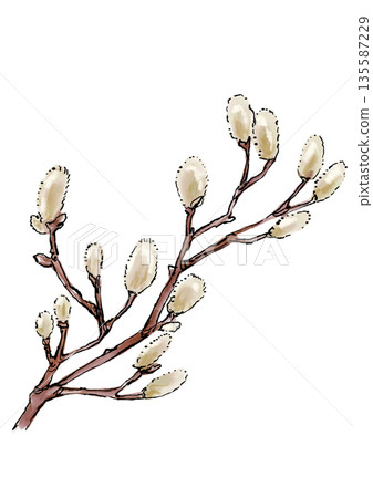Hand drawn line and watercolor illustration of a blooming pussy willow 135587229