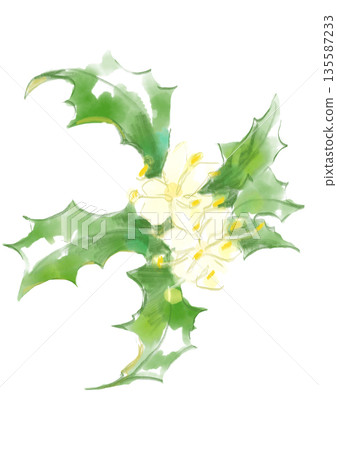 Hand-painted watercolor illustration of blooming holly Hand-painted watercolor illustration of blooming holly 135587233