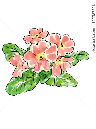 Hand drawn line and watercolor illustration of blooming primula Hand drawn line and watercolor illustration of blooming primula 135587238