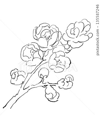 Hand-drawn line drawing illustration of a blooming wintersweet 135587246
