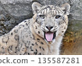 雪豹吐著舌頭盯著你。 135587281