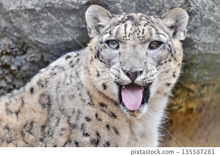 Snow leopard staring at you with tongue out 135587281