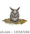 Fluffy gray rabbit on a pile of hay and straw, isolated on a white background, front view. Hand-drawn watercolor illustration of the animal in a realistic style for Easter cards, postcards, wallpaper. 135587288