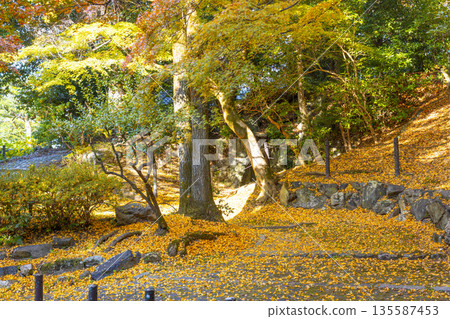丸山公園落葉 丸山公園落葉 135587453