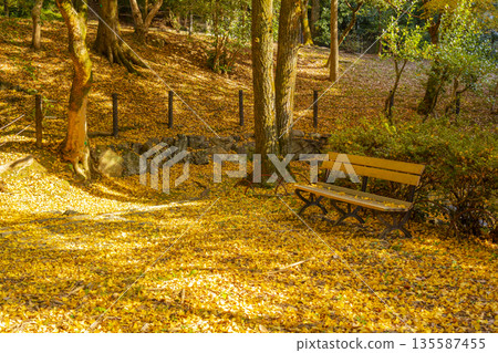 丸山公園落葉 丸山公園落葉 135587455