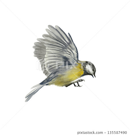 Chickadee bird in mid flight with wings fully spread,captured in a dynamic side view.Painted with soft watercolor washes.Illustration for garden themes,educational,spring or Easter projects 135587490