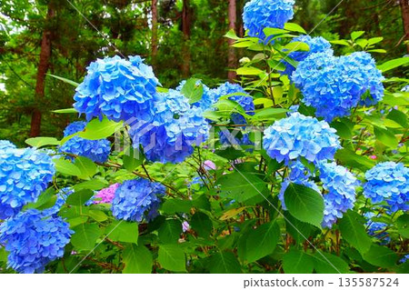 Hydrangeas in full bloom, Ideshio Monjudo, Yamagata City Hydrangeas in full bloom, Ideshio Monjudo, Yamagata City 135587524