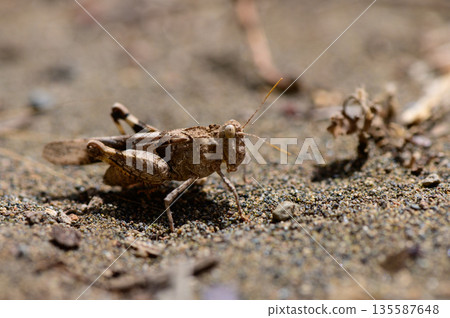 Grasshopper on Dirt Road in Rural Cyprus 135587648