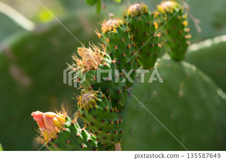 Yellow Flowers on Prickly Pear Cactus in Cyprus Yellow Flowers on Prickly Pear Cactus in Cyprus 135587649
