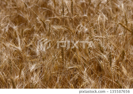 Golden Rye Field in Cyprus 135587656