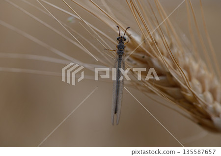 A detailed macro photo of a dragonfly resting on a rye stalk in a sunlit Cyprus field. Soft background and warm natural tones. 135587657